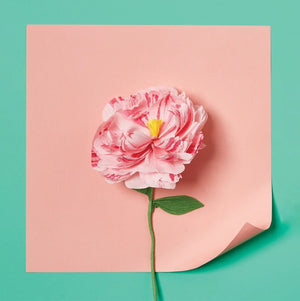 Paper Flower DIY Kit