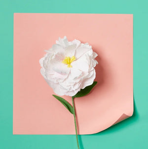 Paper Flower DIY Kit